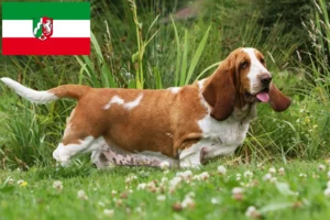 Scopri di più sull'articolo Allevatori di Basset Hound e cuccioli in Nord Reno-Westfalia