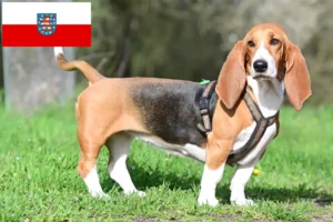 Scopri di più sull'articolo Allevatori di Basset Hound e cuccioli in Turingia