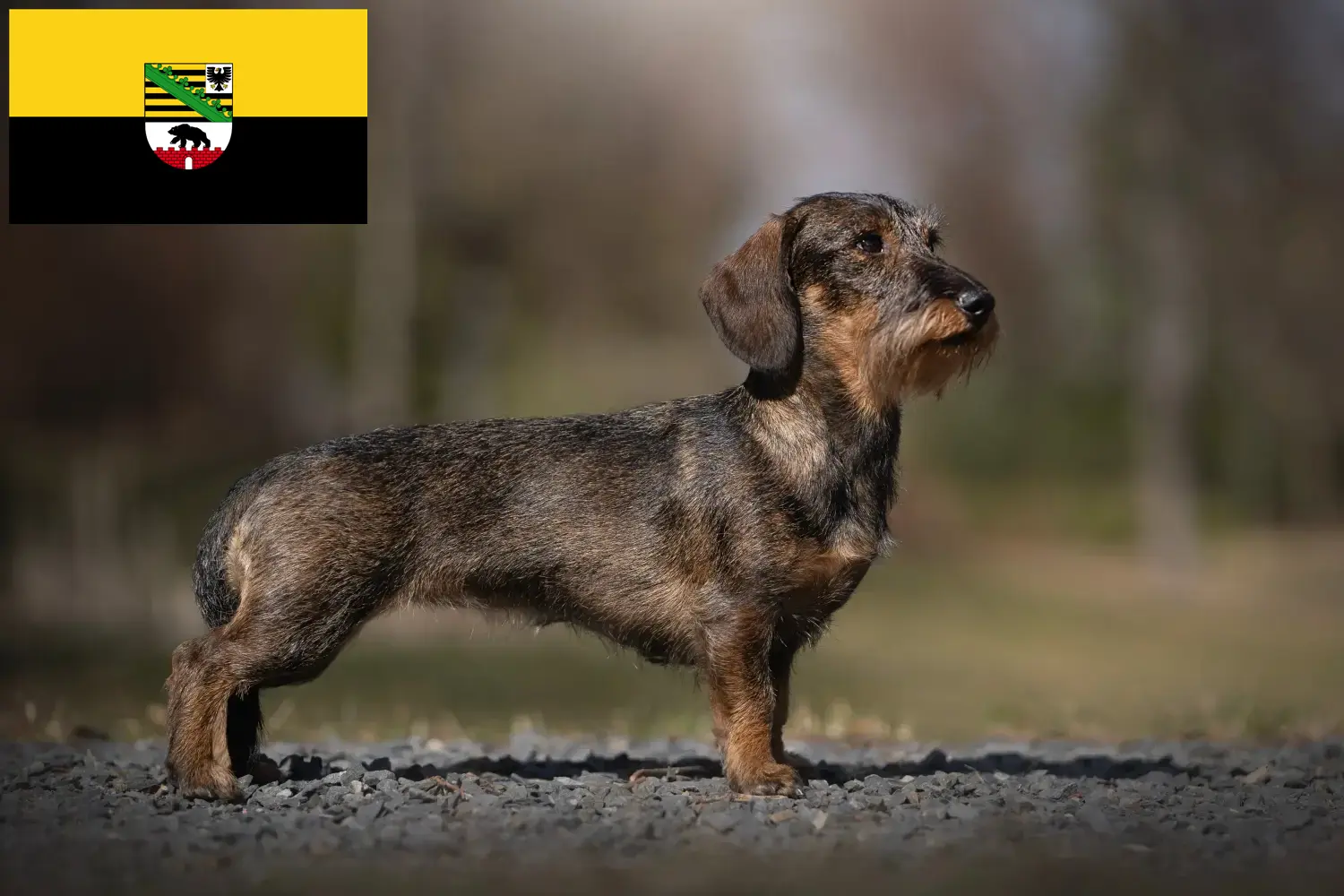 Scopri di più sull'articolo Allevatori di bassotti e cuccioli in Sassonia-Anhalt