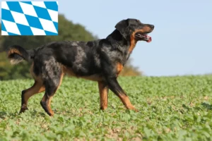 Scopri di più sull'articolo Allevatori di Beauceron e cuccioli in Baviera