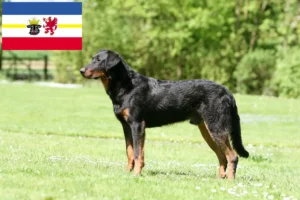 Scopri di più sull'articolo Allevatori di Beauceron e cuccioli in Mecklenburg-Vorpommern