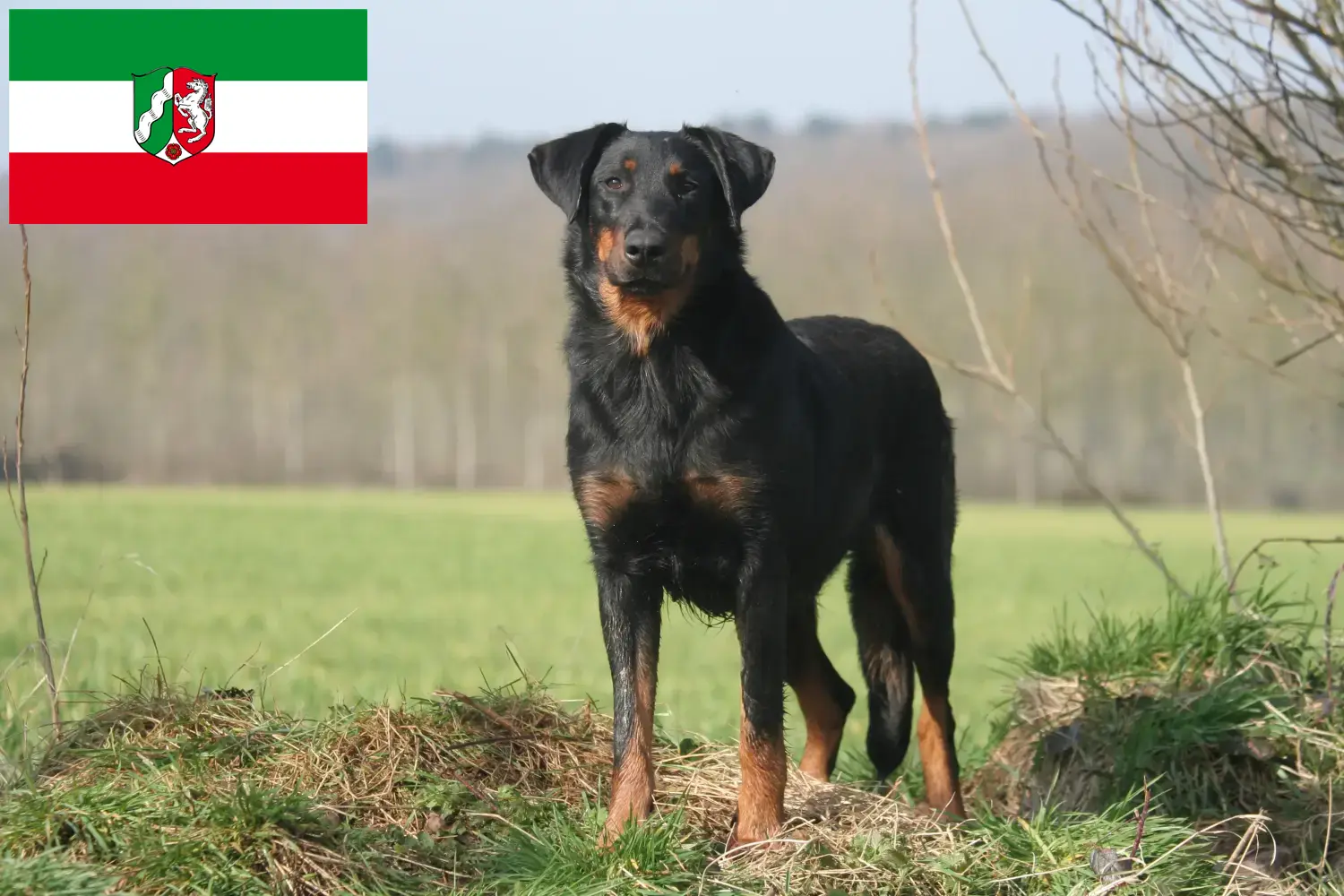 Scopri di più sull'articolo Allevatori di Beauceron e cuccioli in Nord Reno-Westfalia