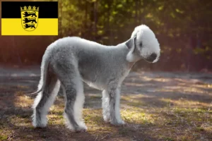 Scopri di più sull'articolo Allevamenti di Bedlington Terrier e cuccioli in Baden-Württemberg