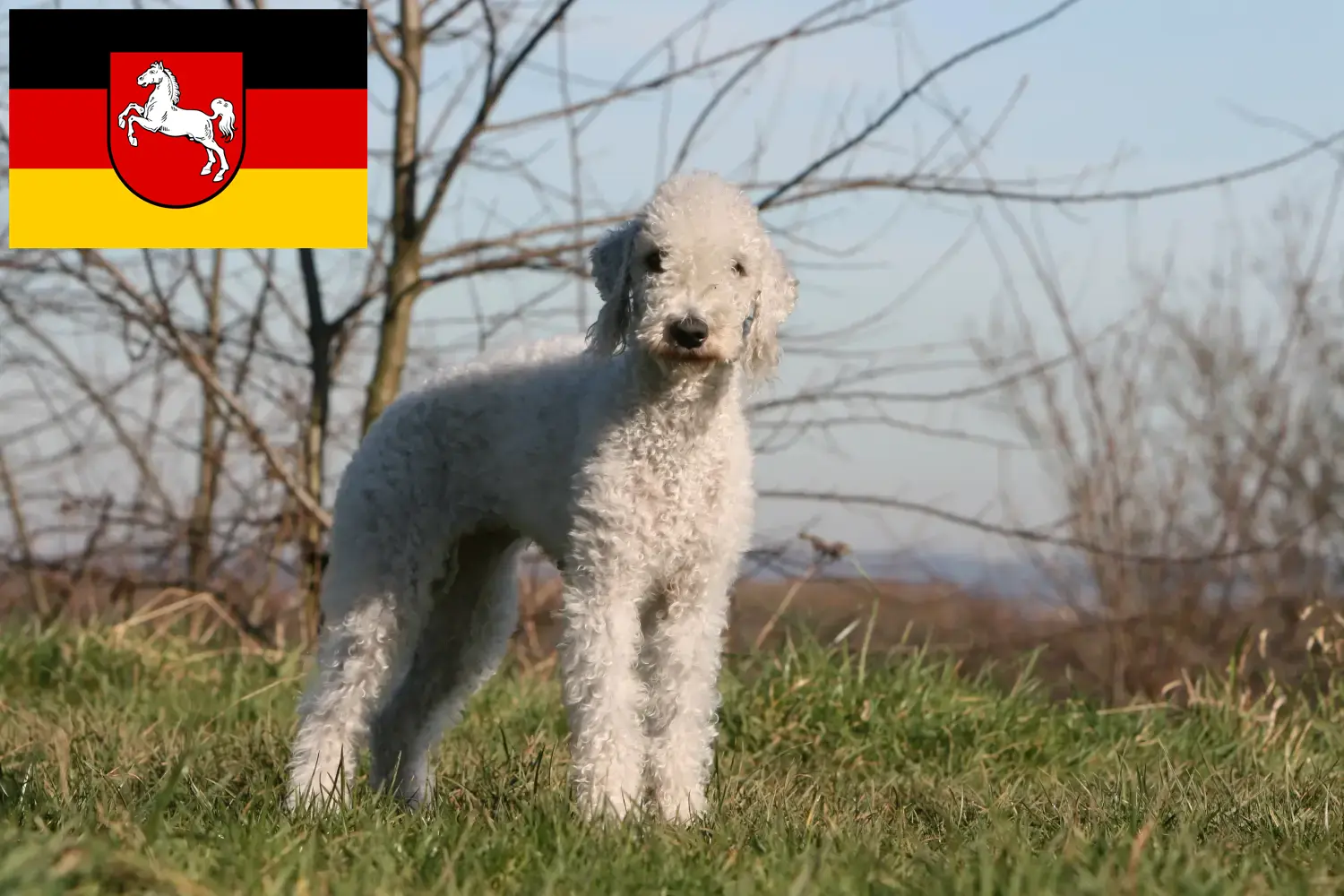 Scopri di più sull'articolo Allevatori di Bedlington Terrier e cuccioli in Bassa Sassonia