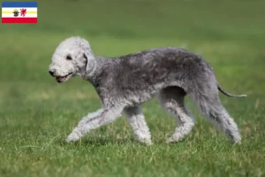 Scopri di più sull'articolo Allevatori di Bedlington Terrier e cuccioli in Mecklenburg-Vorpommern