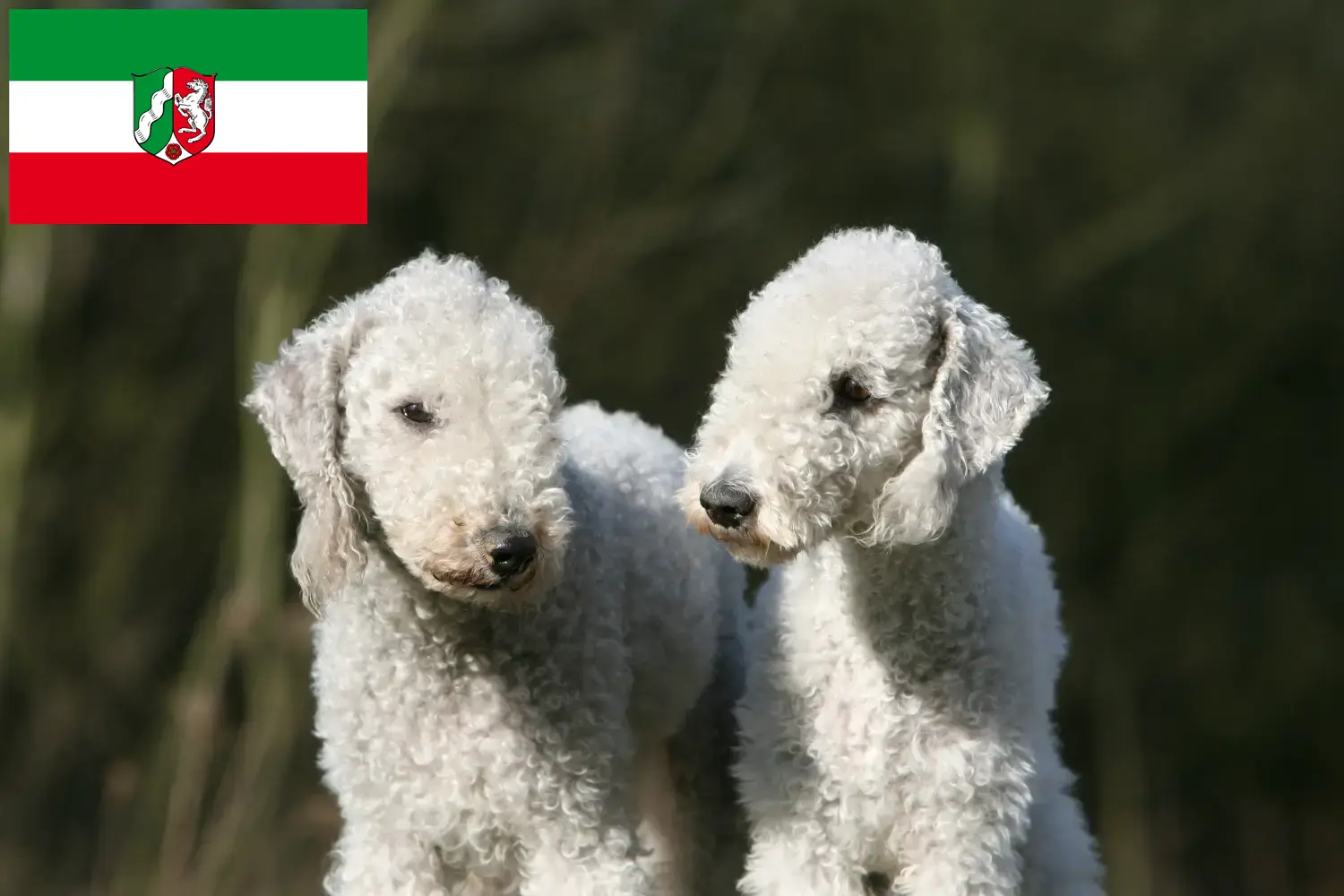 Scopri di più sull'articolo Allevatori di Bedlington Terrier e cuccioli in Nord Reno-Westfalia