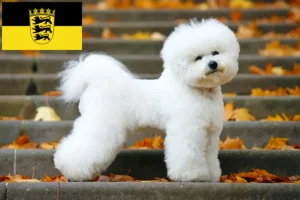 Scopri di più sull'articolo Allevatori di Bichon Frisé e cuccioli in Baden-Württemberg