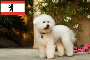 Scopri di più sull'articolo Allevatori di Bichon Frisé e cuccioli a Berlino