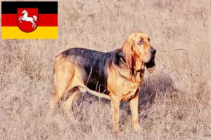 Scopri di più sull'articolo Allevatori di Bloodhound e cuccioli in Bassa Sassonia