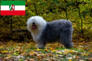 Scopri di più sull'articolo Allevatori di Bobtail e cuccioli in Nord Reno-Westfalia