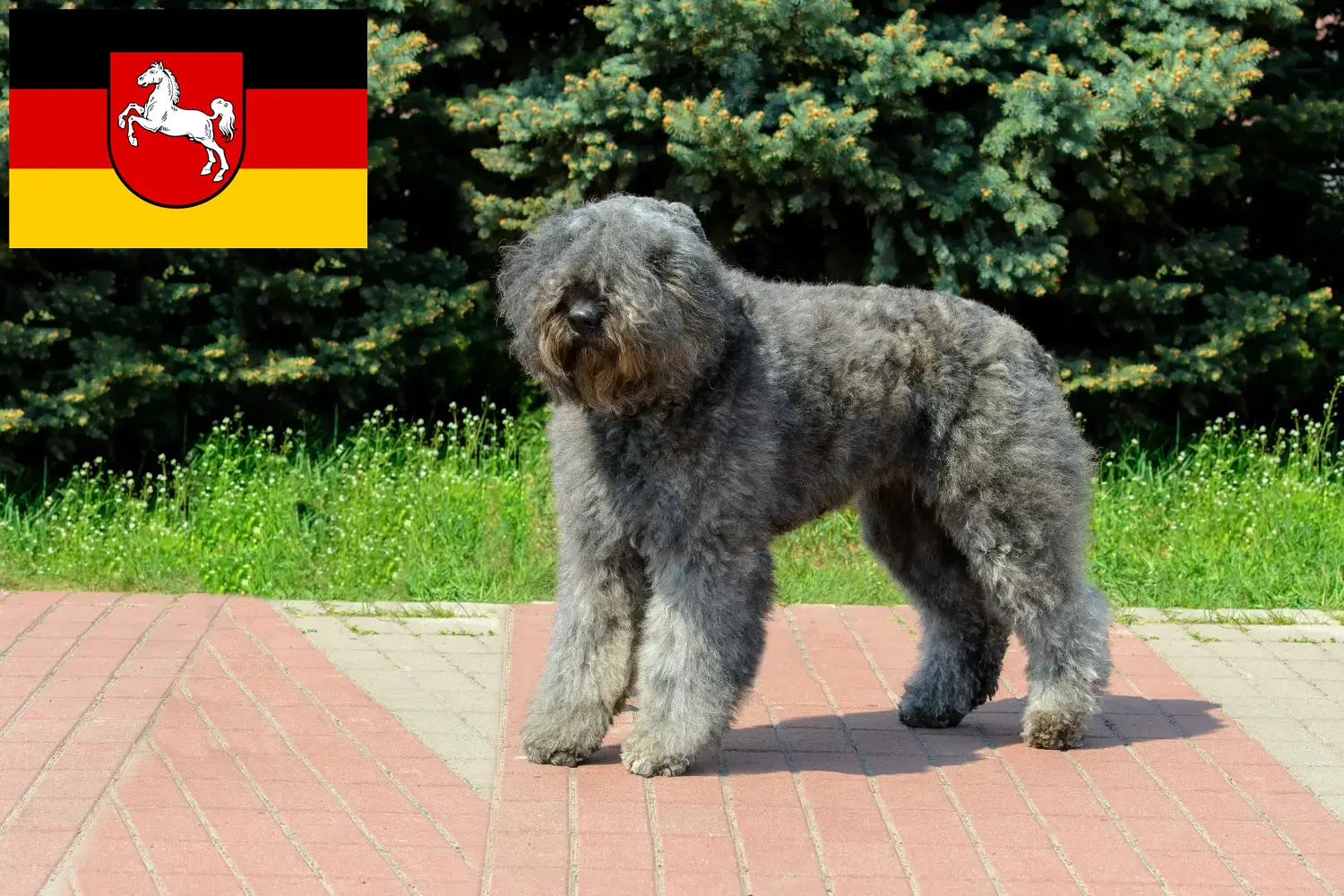 Scopri di più sull'articolo Allevatori di Bouvier des Flandres e cuccioli in Bassa Sassonia