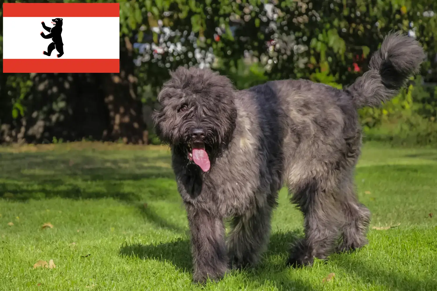 Scopri di più sull'articolo Allevatori di Bouvier des Flandres e cuccioli a Berlino