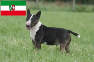 Scopri di più sull'articolo Allevatori di Bull Terrier in miniatura e cuccioli in Nord Reno-Westfalia