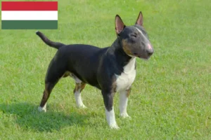 Scopri di più sull'articolo Allevatori di Bull Terrier in miniatura e cuccioli in Ungheria