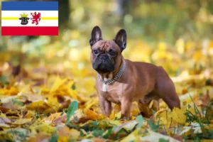 Scopri di più sull'articolo Allevatori di Bulldog Francesi e cuccioli in Mecklenburg-Vorpommern