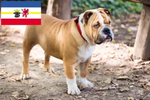 Scopri di più sull'articolo Allevatori di Bulldog Inglese e cuccioli in Mecklenburg-Vorpommern