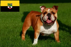 Scopri di più sull'articolo Allevatori di Bulldog Inglese e cuccioli in Sassonia-Anhalt