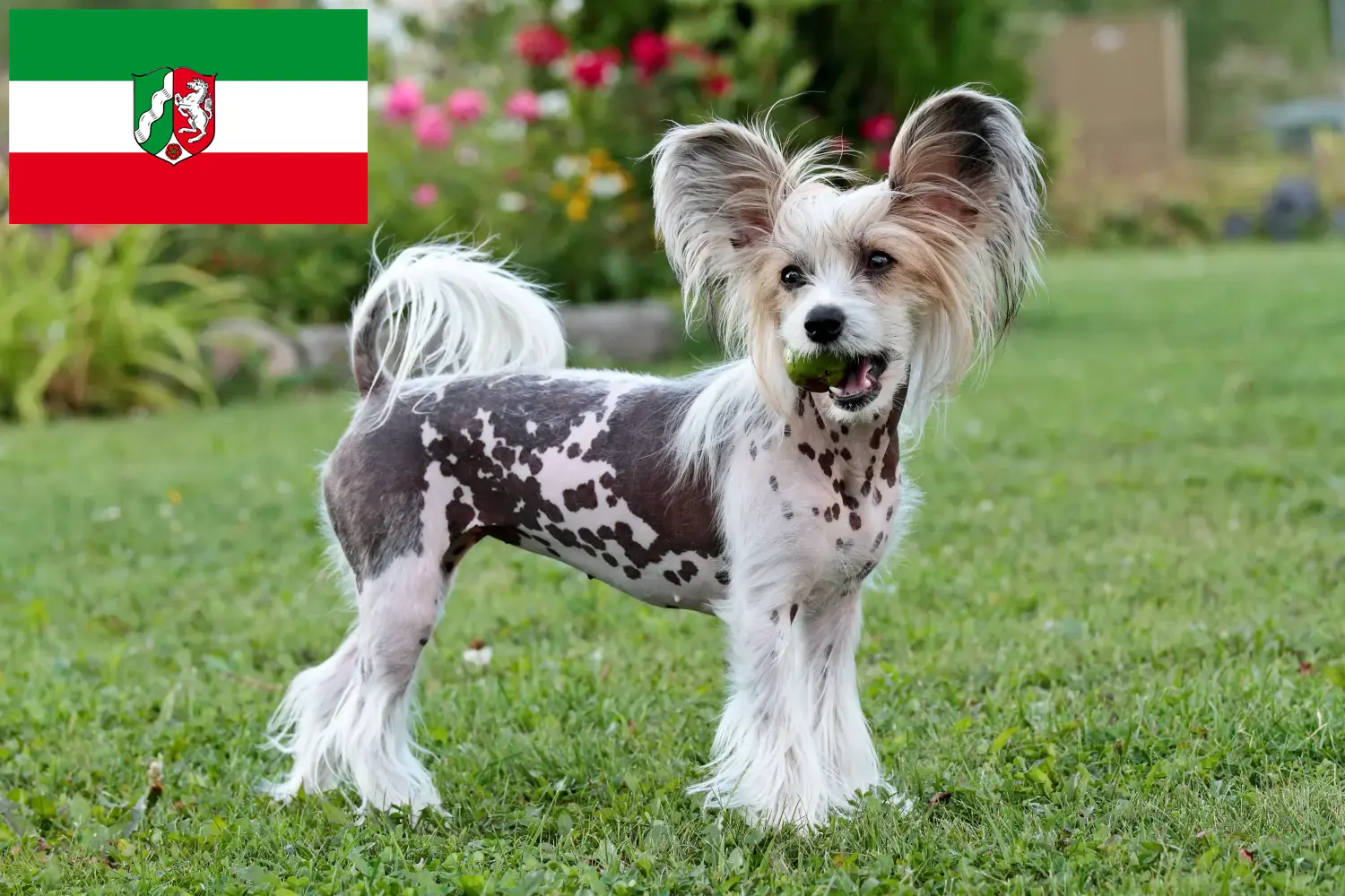 Scopri di più sull'articolo Allevatori di cani Chinese Crested e cuccioli in Nord Reno-Westfalia