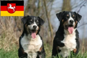 Scopri di più sull'articolo Allevatore di cani da montagna Appenzell e cuccioli in Bassa Sassonia