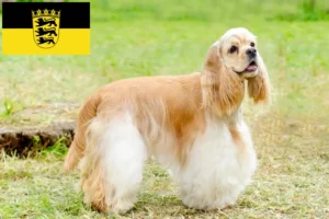 Scopri di più sull'articolo Allevatori di Cocker Spaniel Americani e cuccioli a Baden-Württemberg