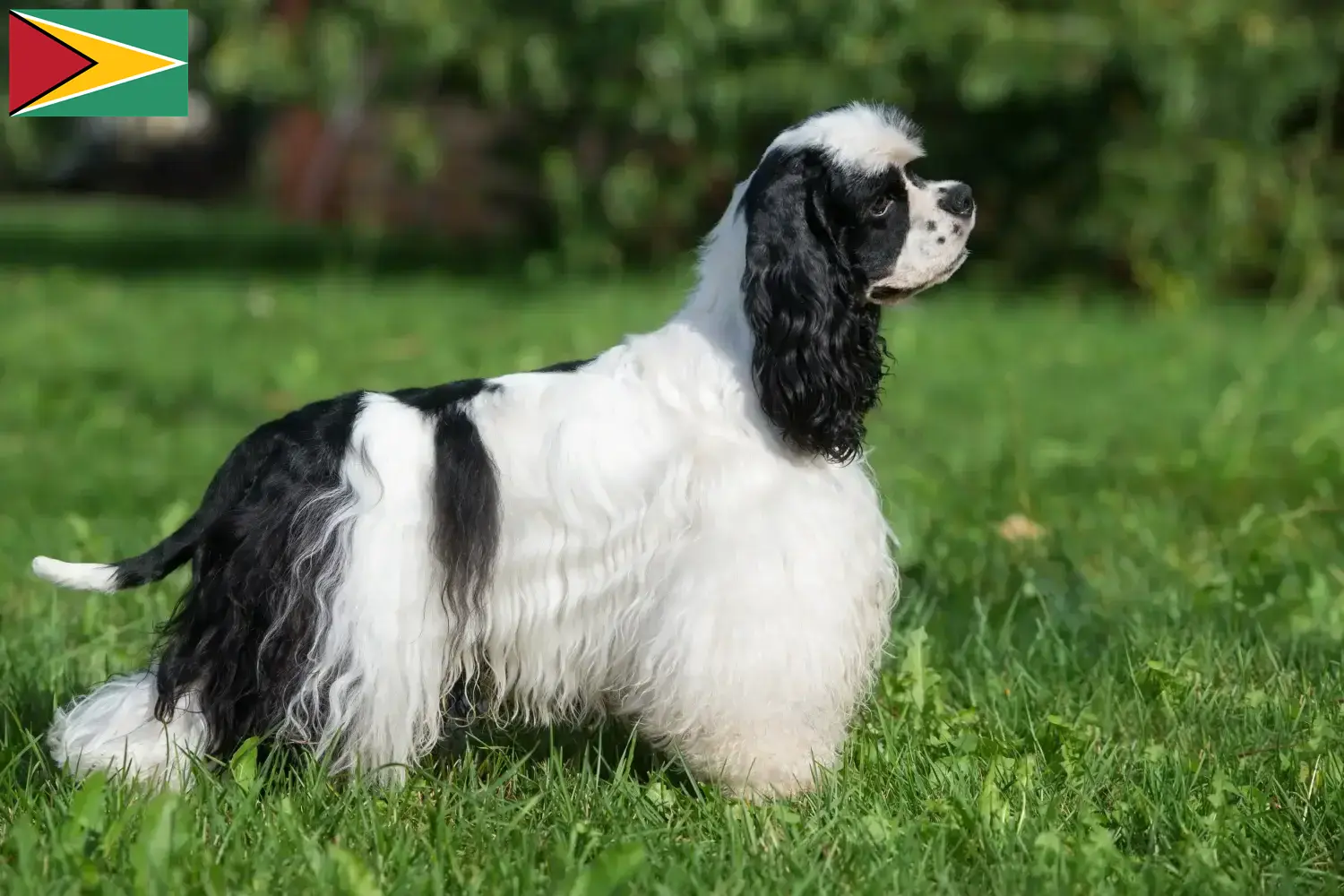 Scopri di più sull'articolo Allevatori di Cocker Spaniel Americani e cuccioli in Guyana