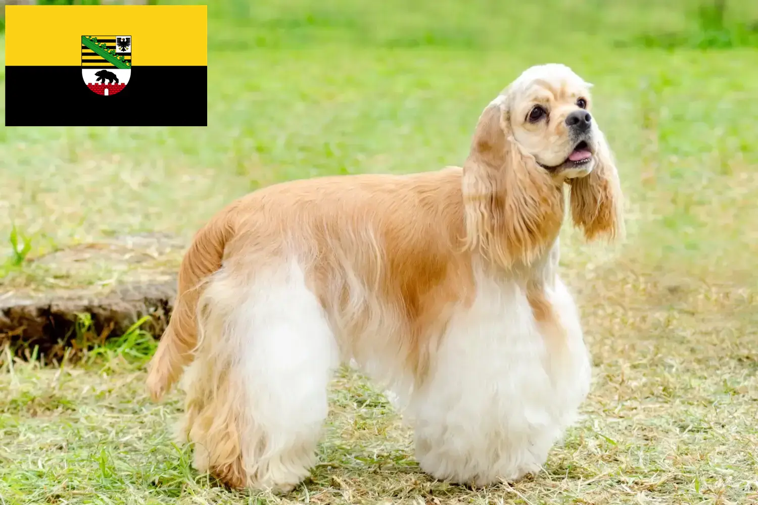 Scopri di più sull'articolo Allevatori di Cocker Spaniel Americano e cuccioli in Sassonia-Anhalt