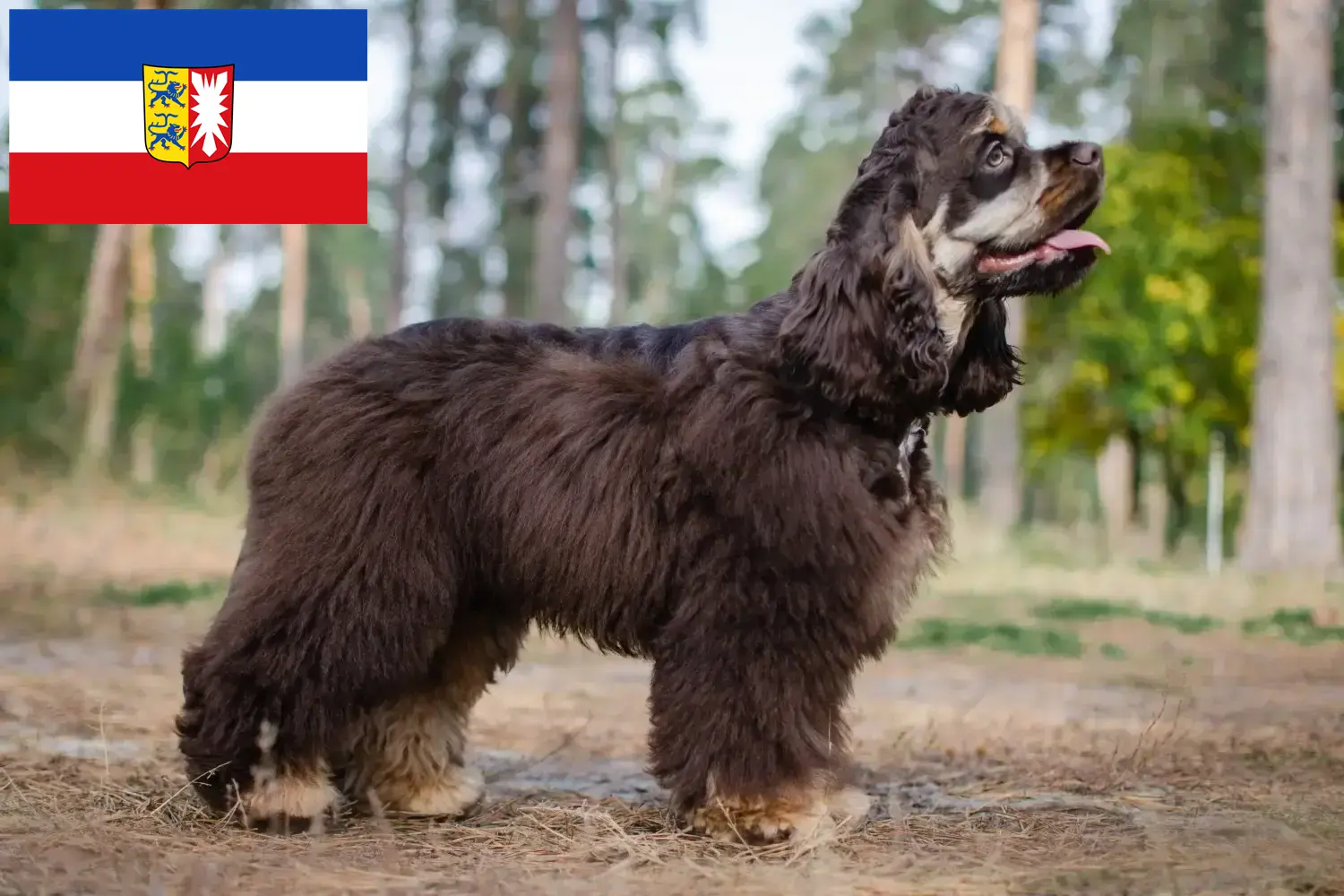 Scopri di più sull'articolo Allevatori di Cocker Spaniel Americani e cuccioli a Schleswig-Holstein