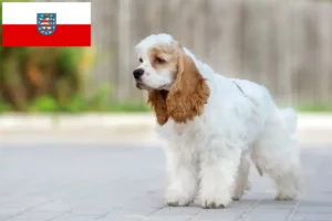 Scopri di più sull'articolo Allevatori di Cocker Spaniel Americani e cuccioli in Turingia