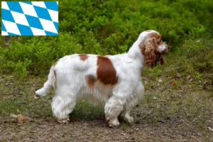 Scopri di più sull'articolo Allevatori di Cocker Spaniel Inglese e cuccioli in Baviera