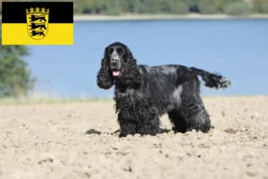 Scopri di più sull'articolo Allevatori di Cocker Spaniel Inglese e cuccioli in Baden-Württemberg