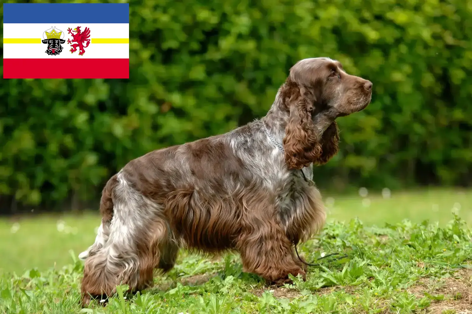 Scopri di più sull'articolo Allevatori di Cocker Spaniel Inglese e cuccioli in Mecklenburg-Vorpommern