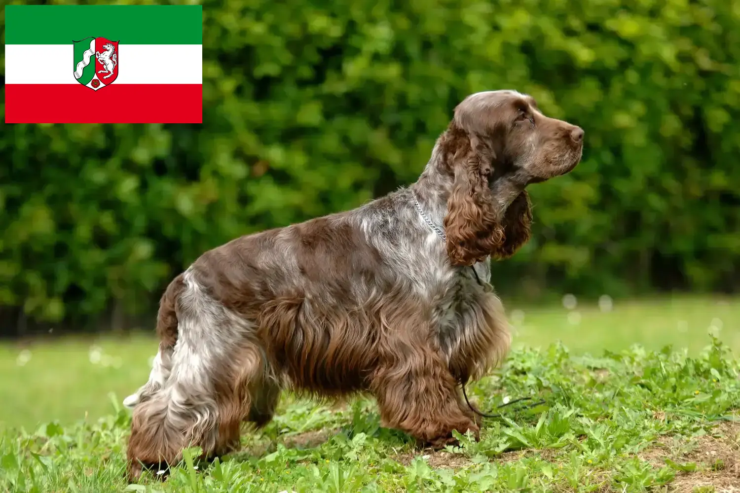 Scopri di più sull'articolo Allevatori di Cocker Spaniel Inglese e cuccioli in Nord Reno-Westfalia