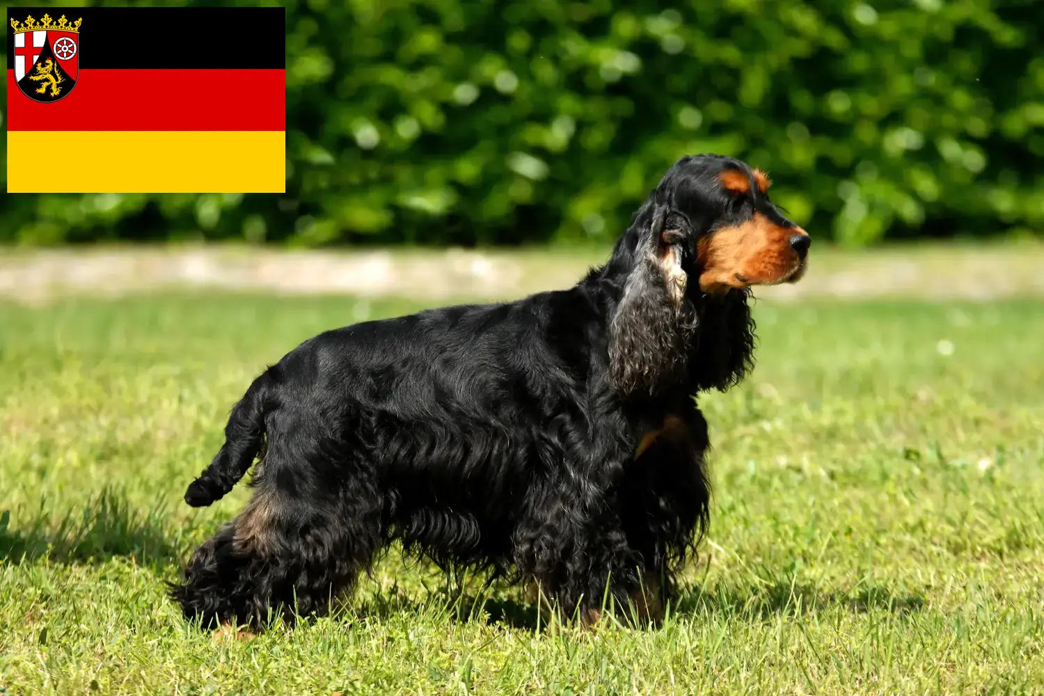 Scopri di più sull'articolo Allevatori di Cocker Spaniel Inglese e cuccioli in Renania-Palatinato