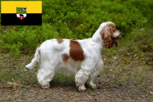 Scopri di più sull'articolo Allevatori e cuccioli di Cocker Spaniel Inglese in Sassonia-Anhalt