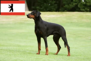 Scopri di più sull'articolo Allevatori di Dobermann e cuccioli a Berlino