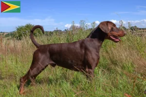 Scopri di più sull'articolo Allevatori di dobermann e cuccioli in Guyana