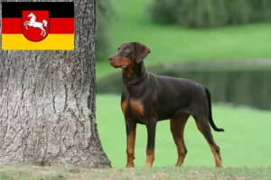 Scopri di più sull'articolo Allevatori di Dobermann e cuccioli in Bassa Sassonia