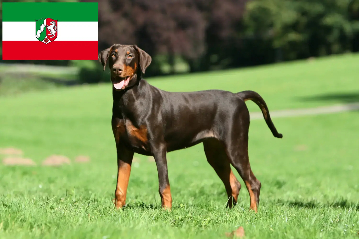 Scopri di più sull'articolo Allevatori di Dobermann e cuccioli in Nord Reno-Westfalia