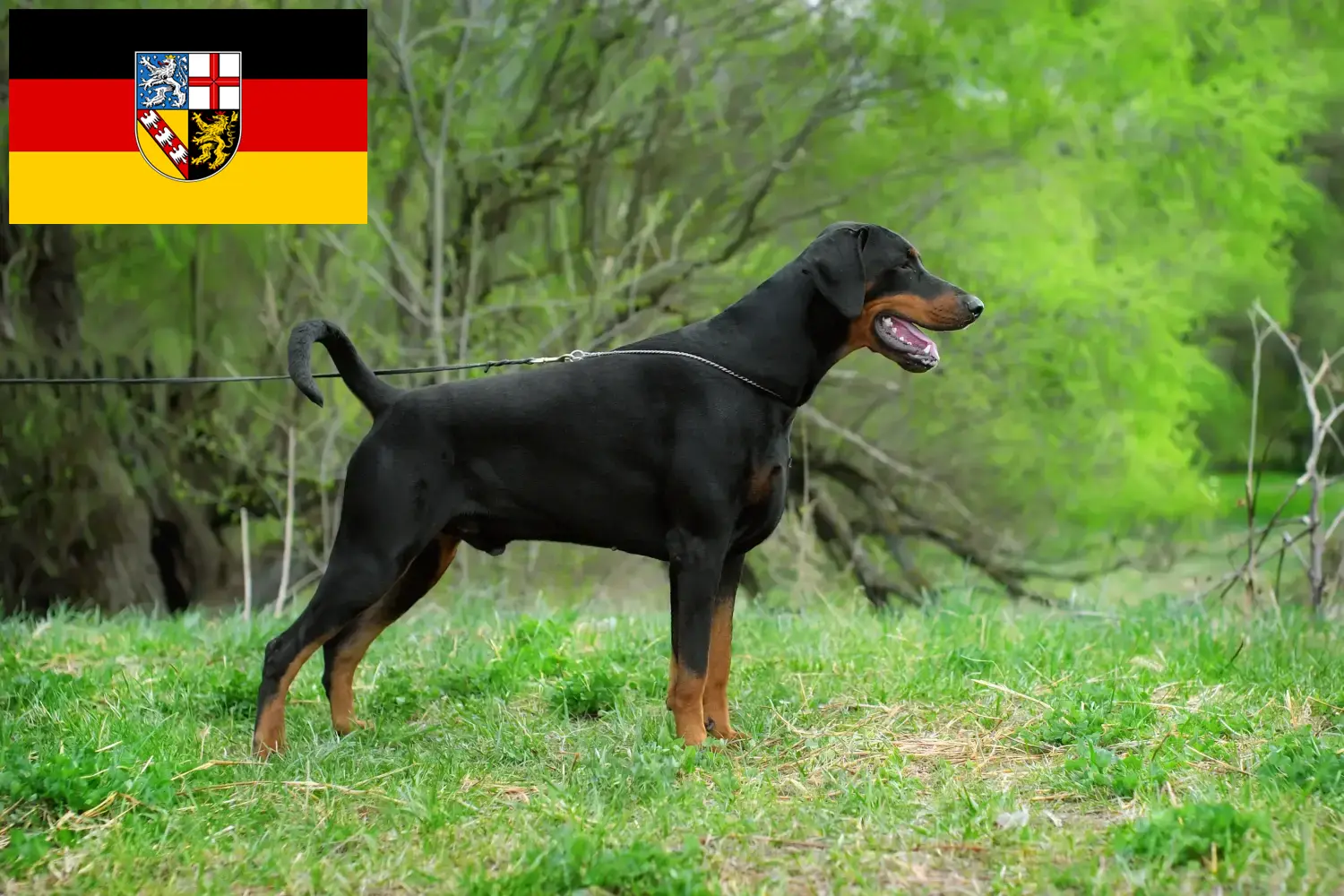 Scopri di più sull'articolo Allevatori di Dobermann e cuccioli in Saarland