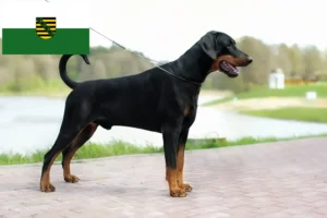 Scopri di più sull'articolo Allevatori di Dobermann e cuccioli in Sassonia