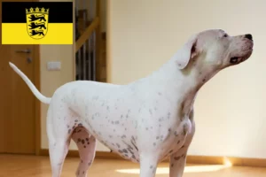 Scopri di più sull'articolo Allevatori di Dogo Argentino e cuccioli in Baden-Württemberg