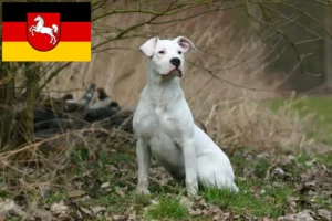 Scopri di più sull'articolo Allevatori di Dogo Argentino e cuccioli in Bassa Sassonia