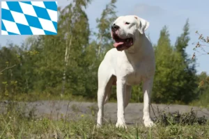 Scopri di più sull'articolo Allevatori e cuccioli di Dogo Argentino in Baviera