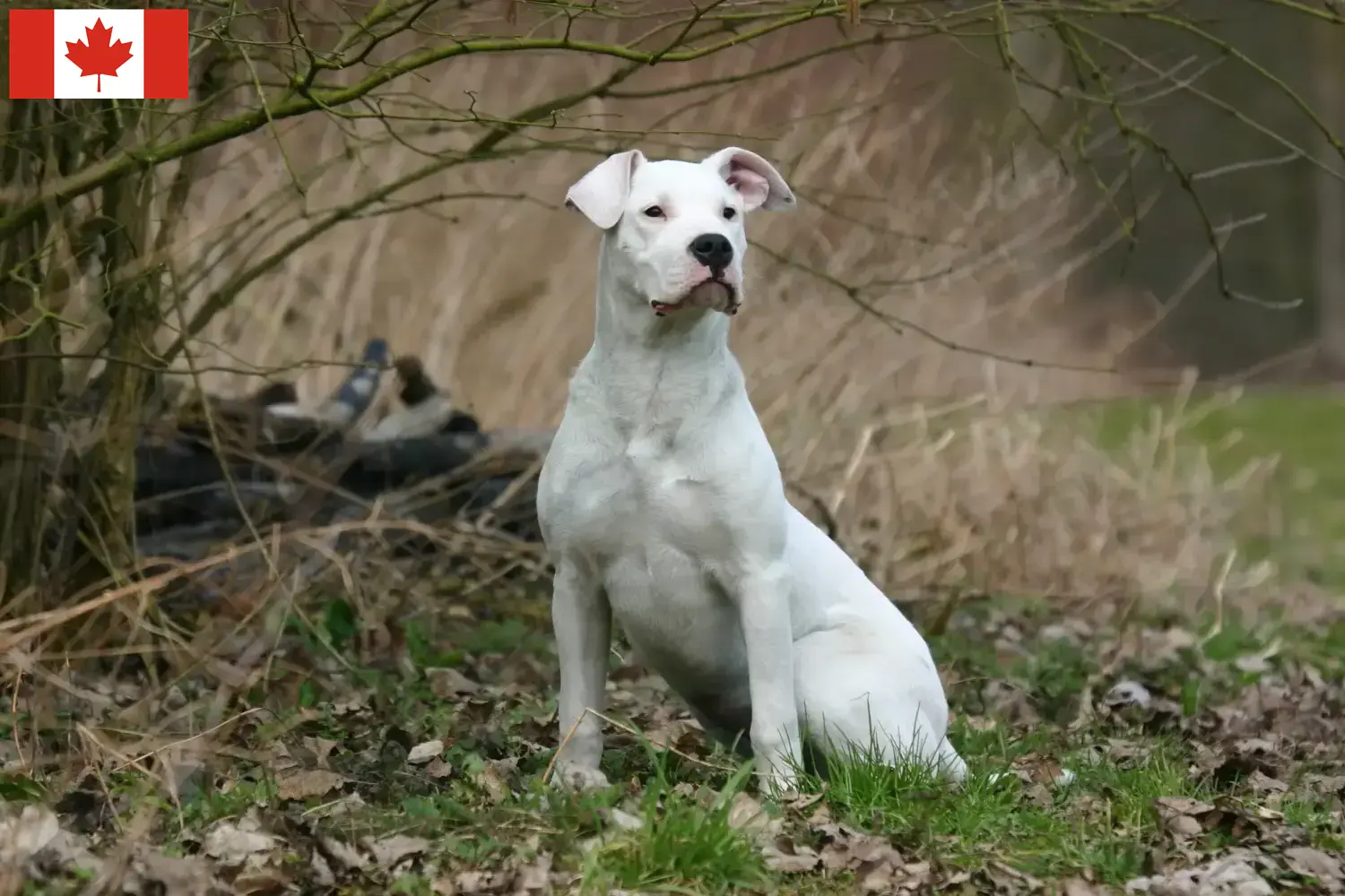 Scopri di più sull'articolo Allevatori di Dogo Argentino e cuccioli in Canada