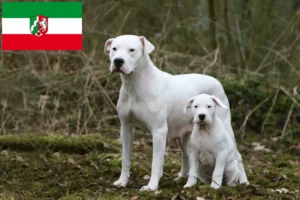 Scopri di più sull'articolo Allevatori di Dogo Argentino e cuccioli in Nord Reno-Westfalia