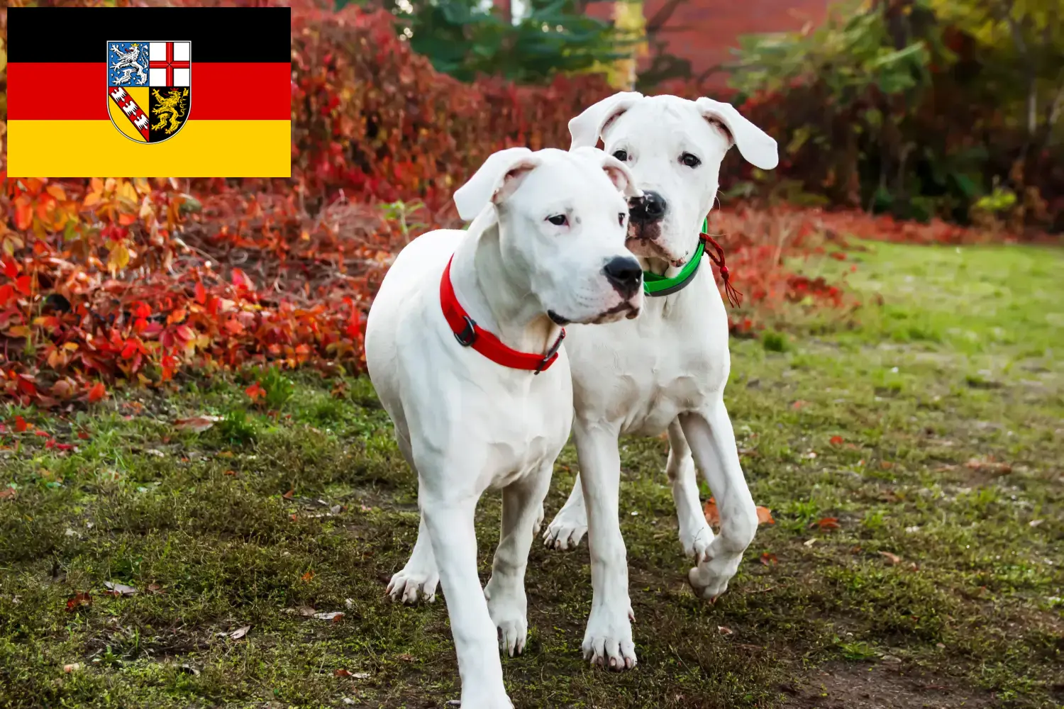 Scopri di più sull'articolo Allevatori di Dogo Argentino e cuccioli in Saarland