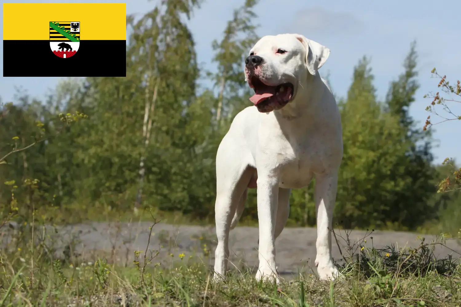 Scopri di più sull'articolo Allevatori di Dogo Argentino e cuccioli in Sassonia-Anhalt