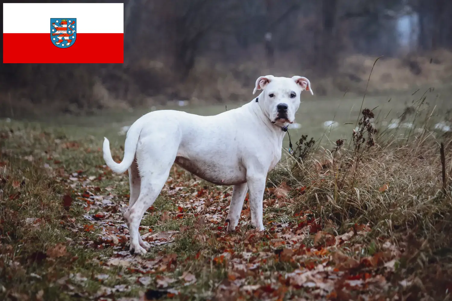 Scopri di più sull'articolo Allevatori di Dogo Argentino e cuccioli in Turingia