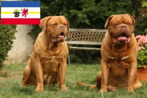 Scopri di più sull'articolo Allevatori di Dogue de Bordeaux e cuccioli in Mecklenburg-Vorpommern