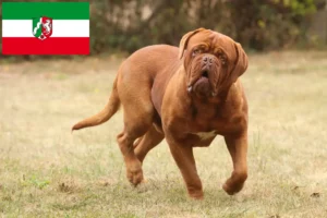 Scopri di più sull'articolo Allevatori di Dogue de Bordeaux e cuccioli in Nord Reno-Westfalia